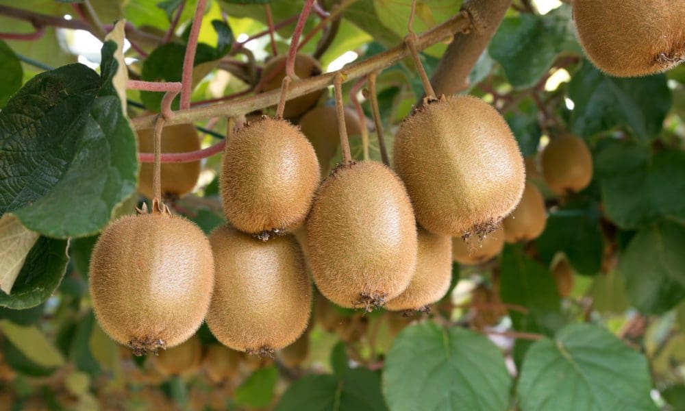 水果中维C之王-猕猴桃你爱吃吗  猕猴桃种植技术