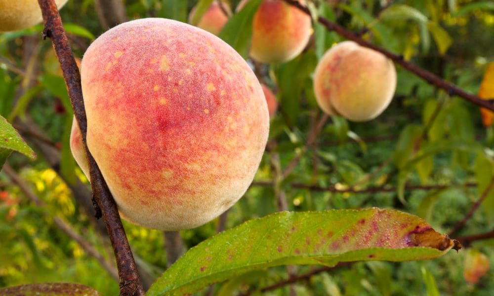 桃树种植手册