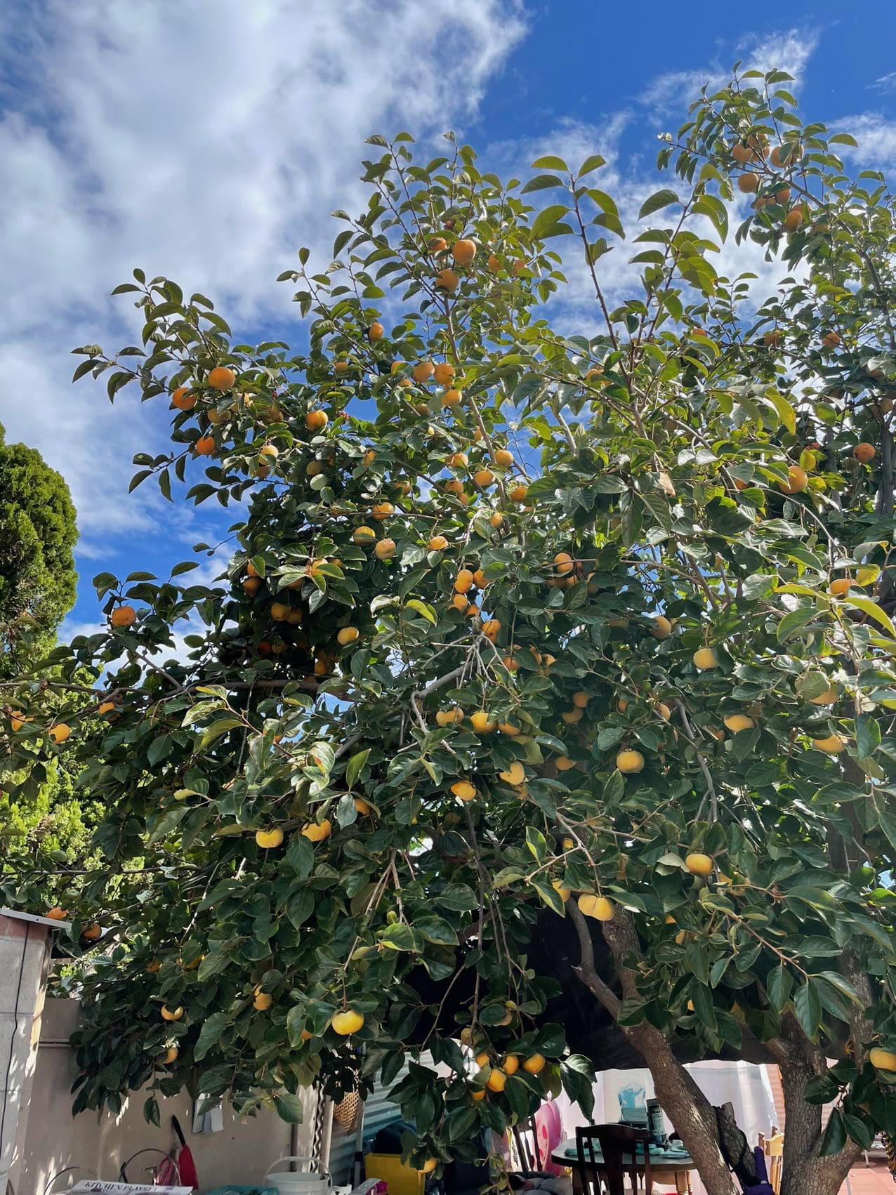 日本脆柿 冬季预购2024年1月LA 柔似蜜自取 91770