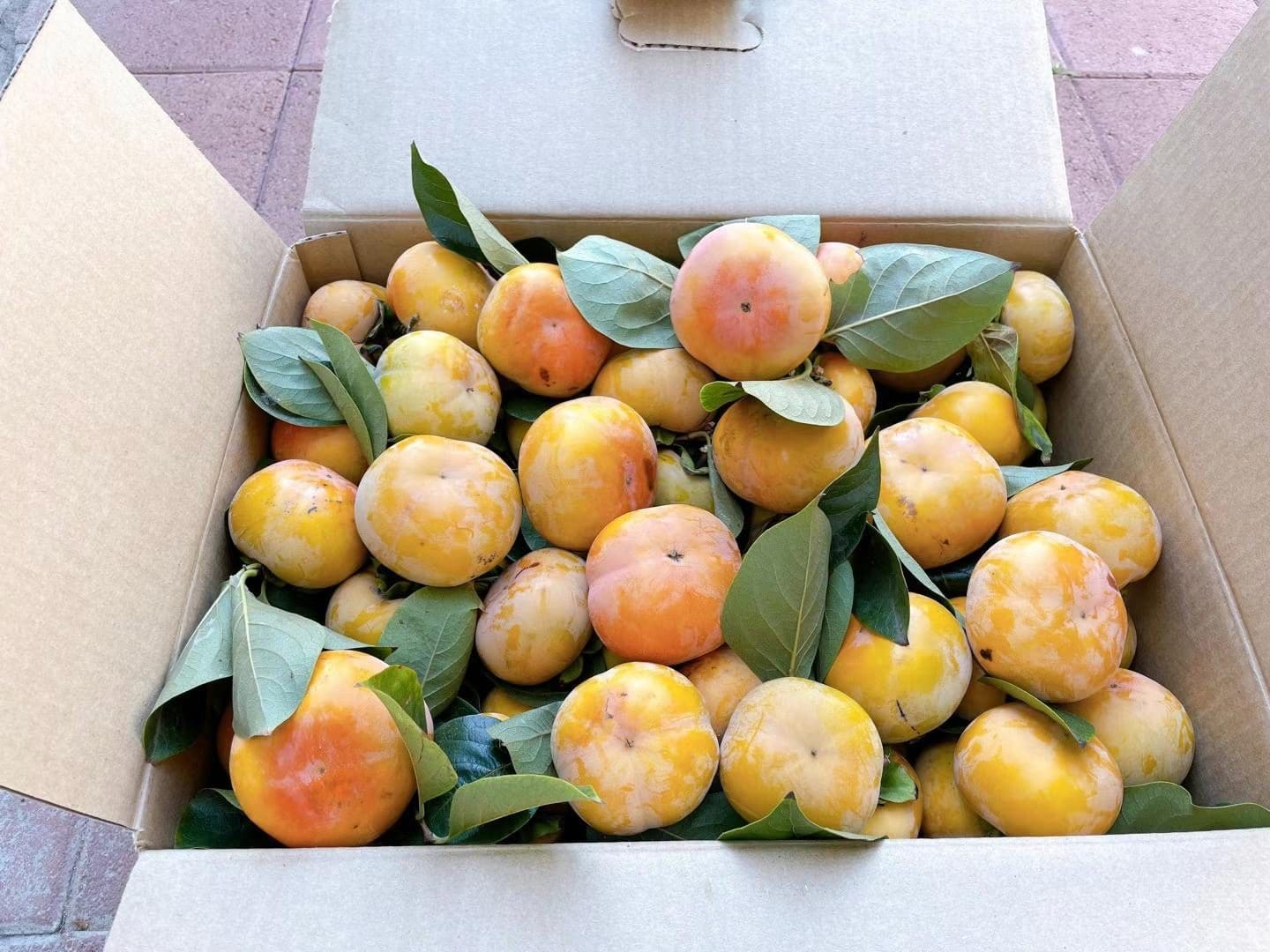 日本脆柿 冬季预购2024年1月LA 柔似蜜自取 91770