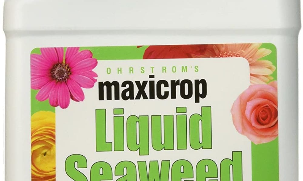 Maxicrop Liquid Seaweed (Kelp Extract, 32 Oz