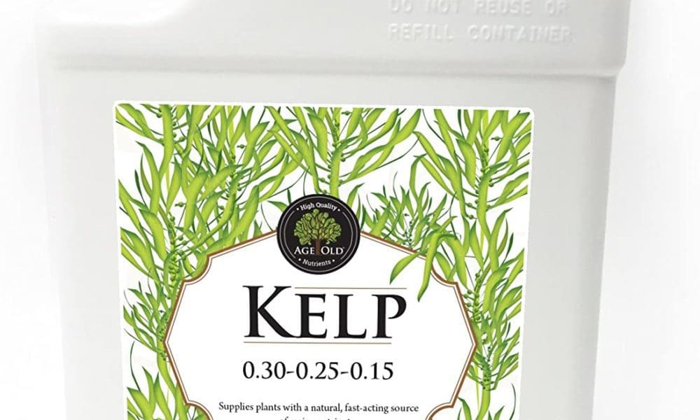 Age Old Kelp Liquid Fertilizer, 2.5-Gallon Bottle
