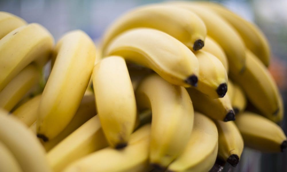 对经常吃的香蕉你了解多少？香蕉种植技术