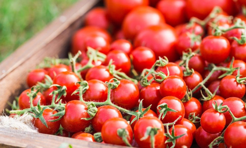 小番茄、圣女果、樱桃番茄傻傻分不清楚  小番茄种植技术