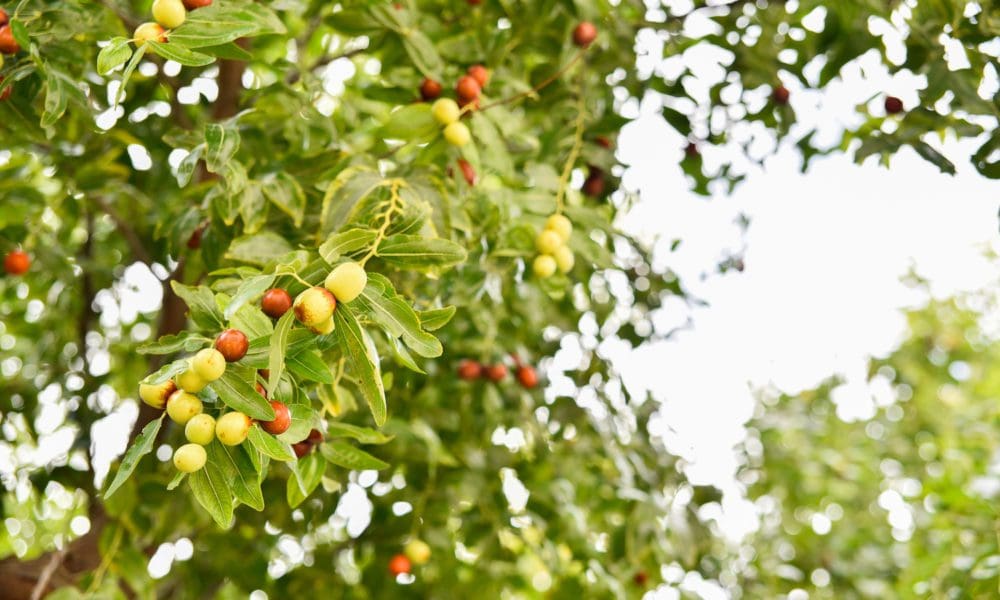 美国枣树种植手册
