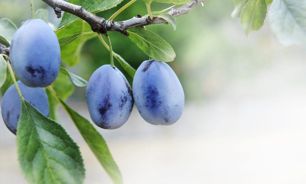 生津止咳入药的乌梅你了解多少？乌梅种植技术