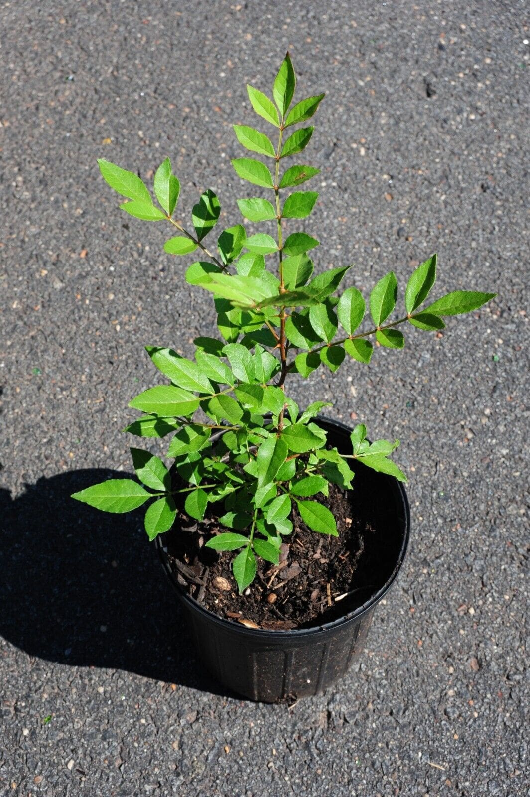 花椒树-大红袍花椒