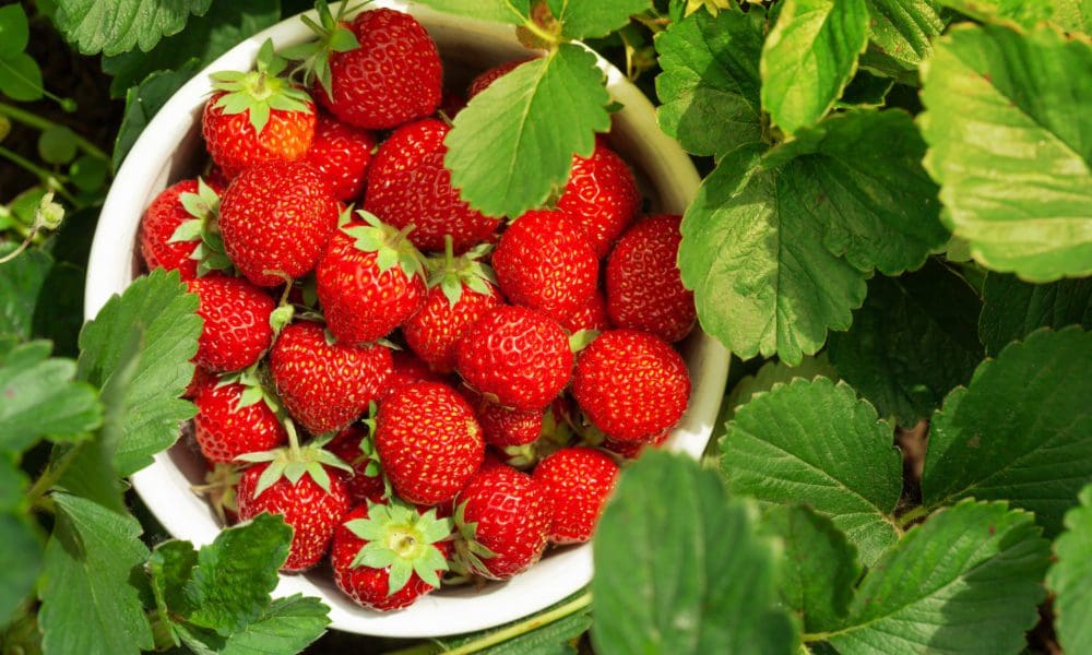 白草莓、奶油草莓、野草莓和草莓有什么区别？草莓种植技术