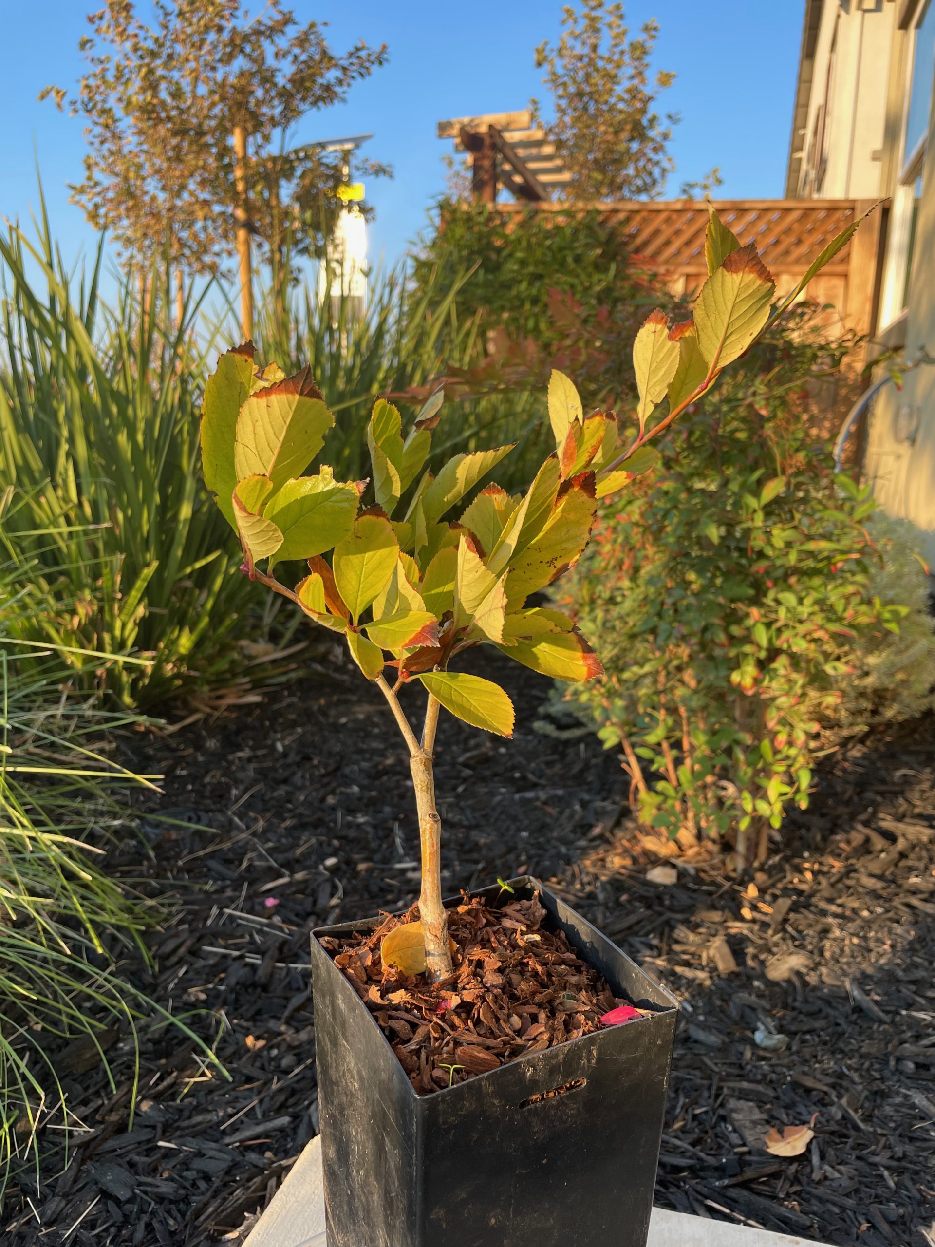 山楂树-大金星山楂