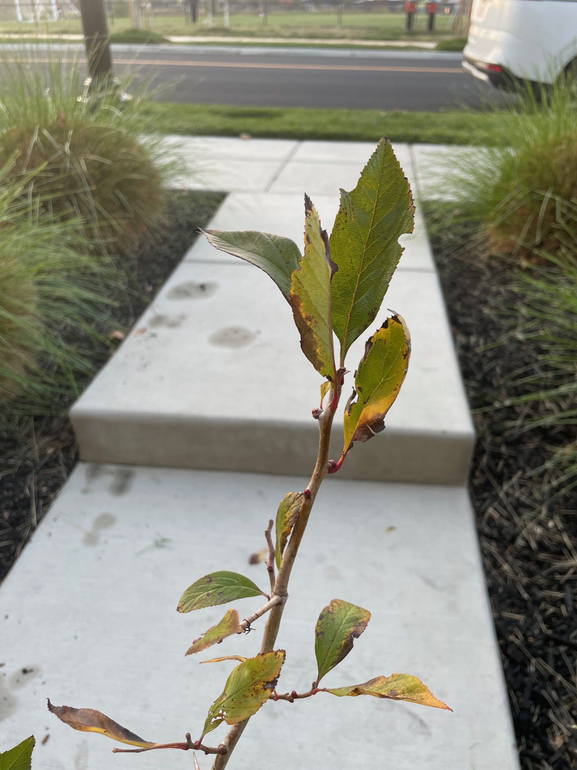 山楂树-英国山楂