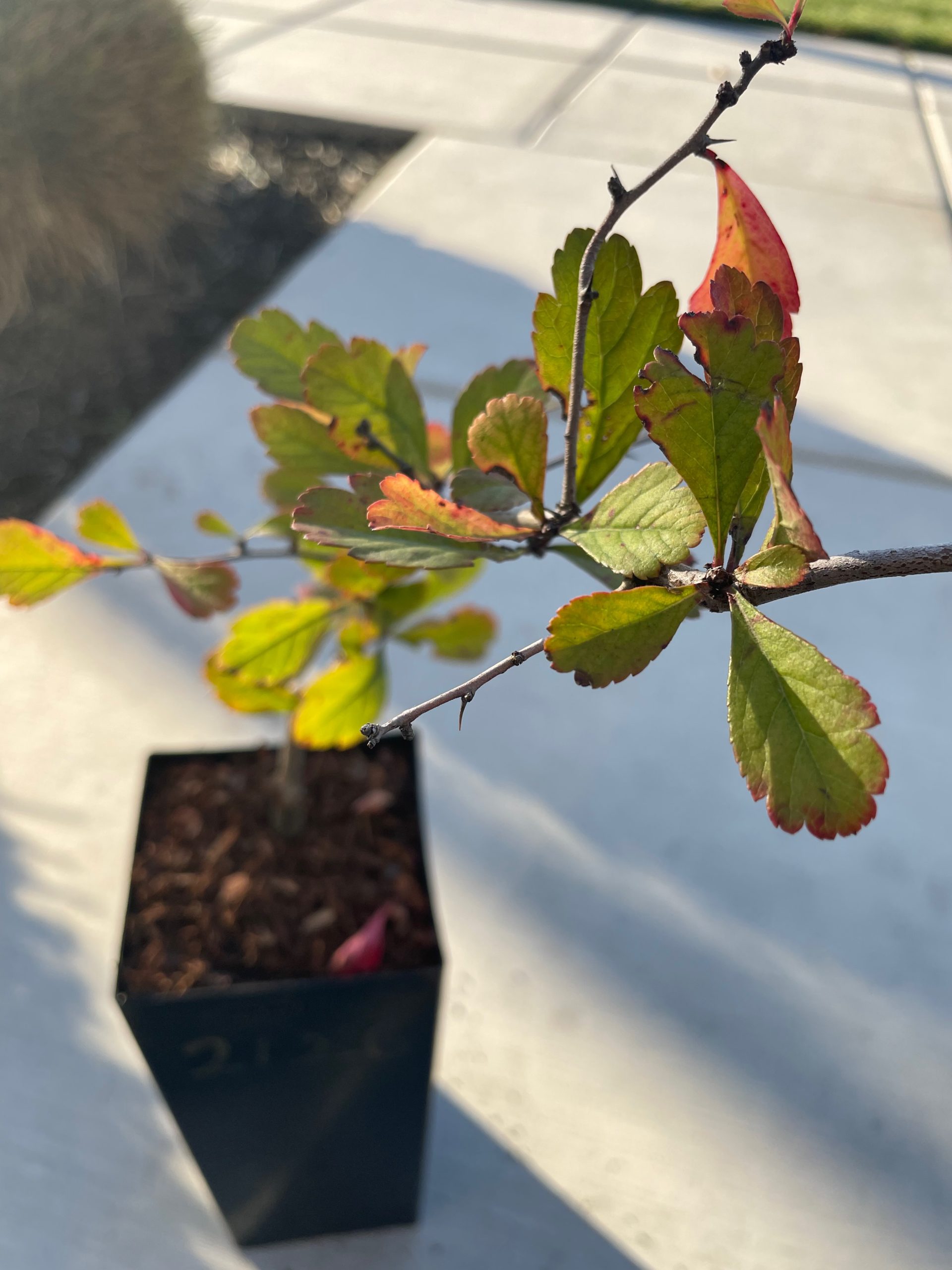 山楂树-现代山楂