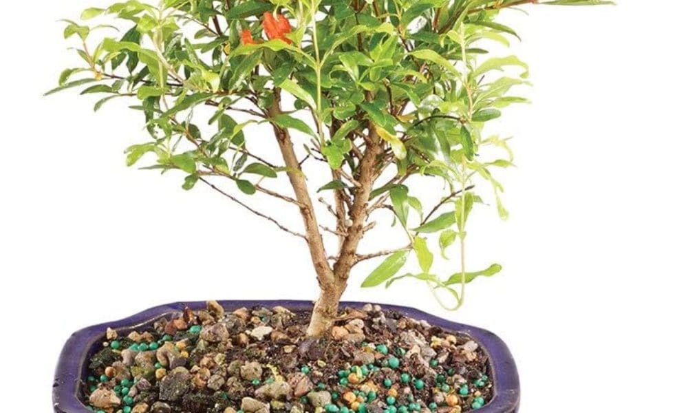 盆栽石榴树 5年树龄 所见即所得 矮化植株 可结果 网购