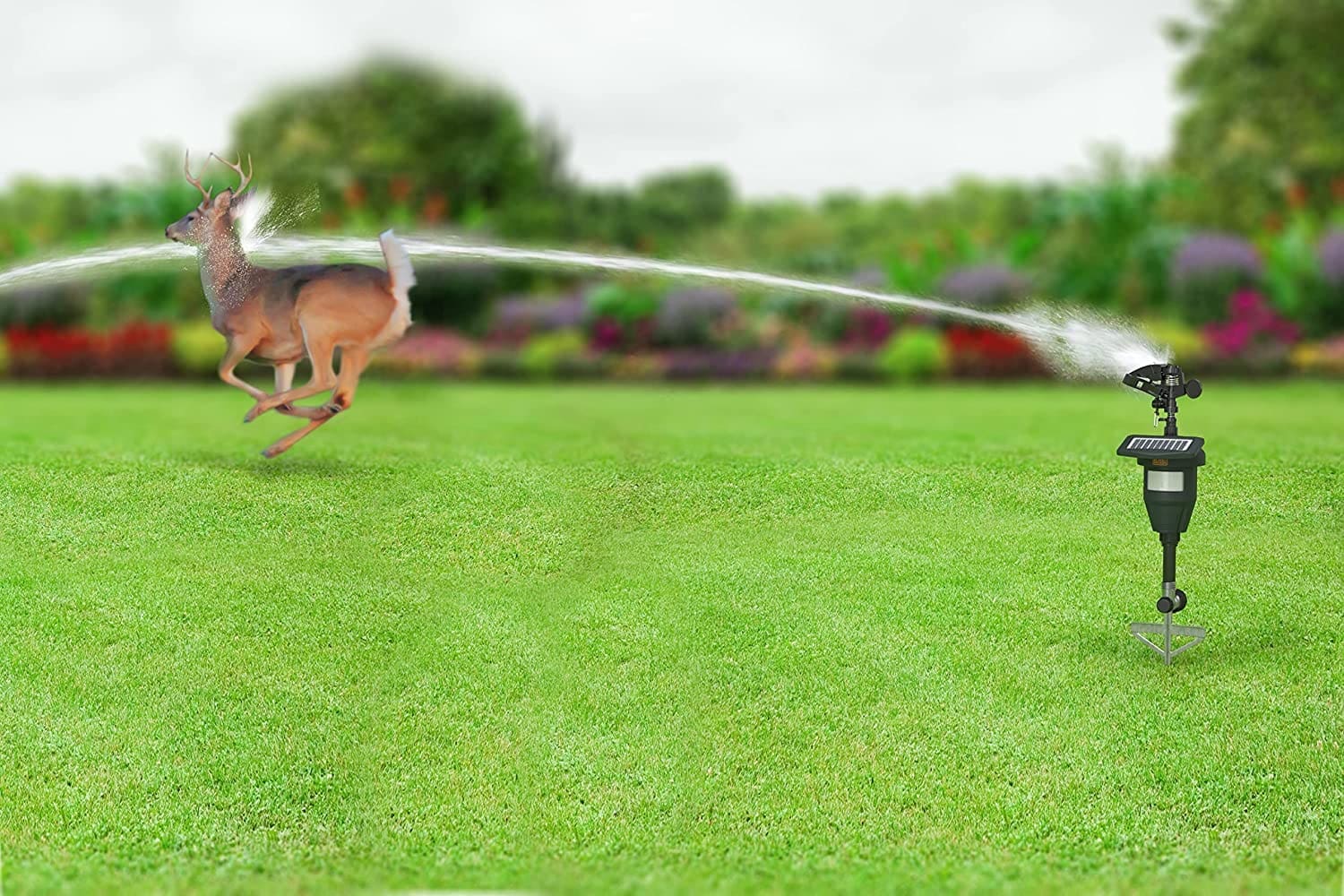 松鼠防治法 - 让松鼠不再成为后院的祸害
