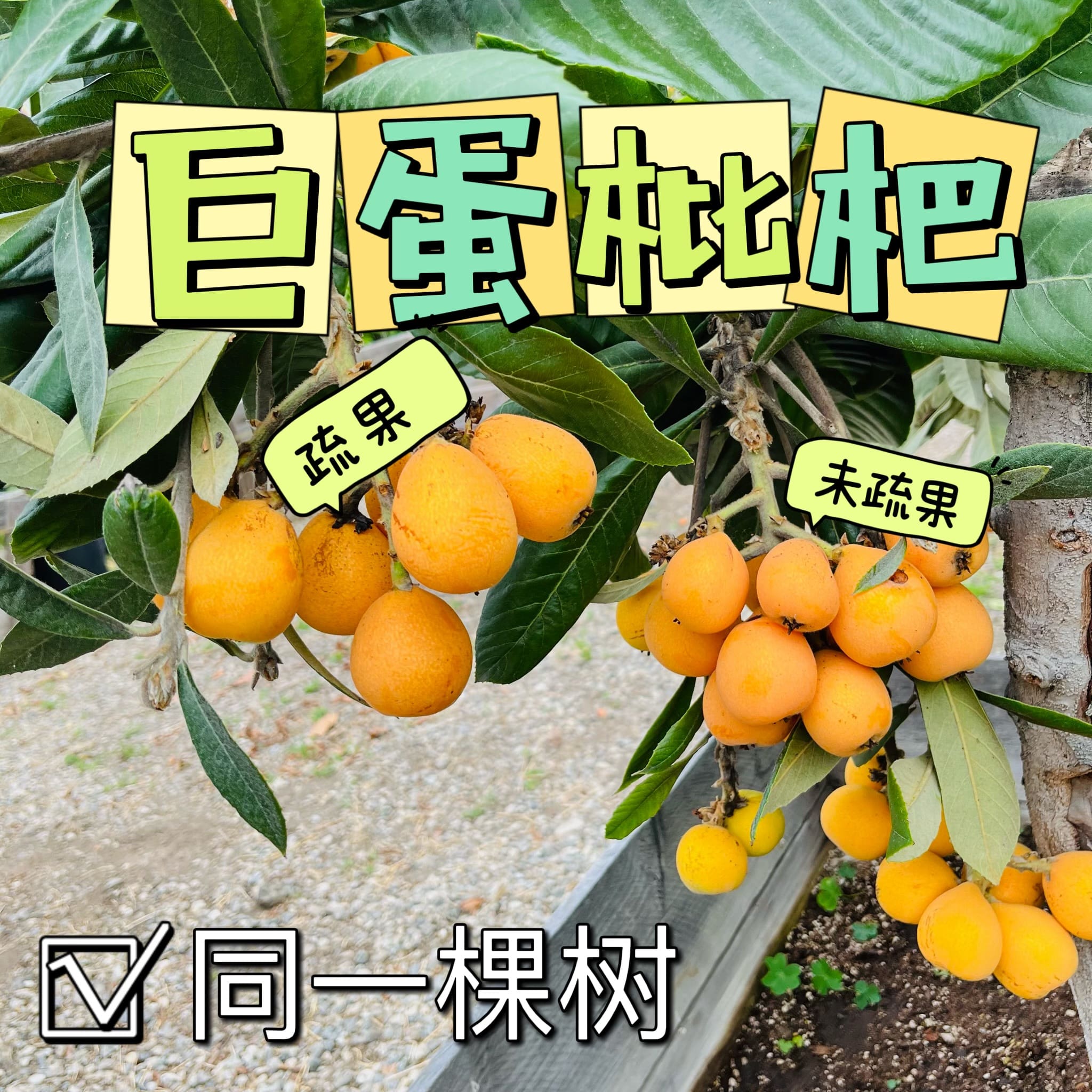 枇杷对比