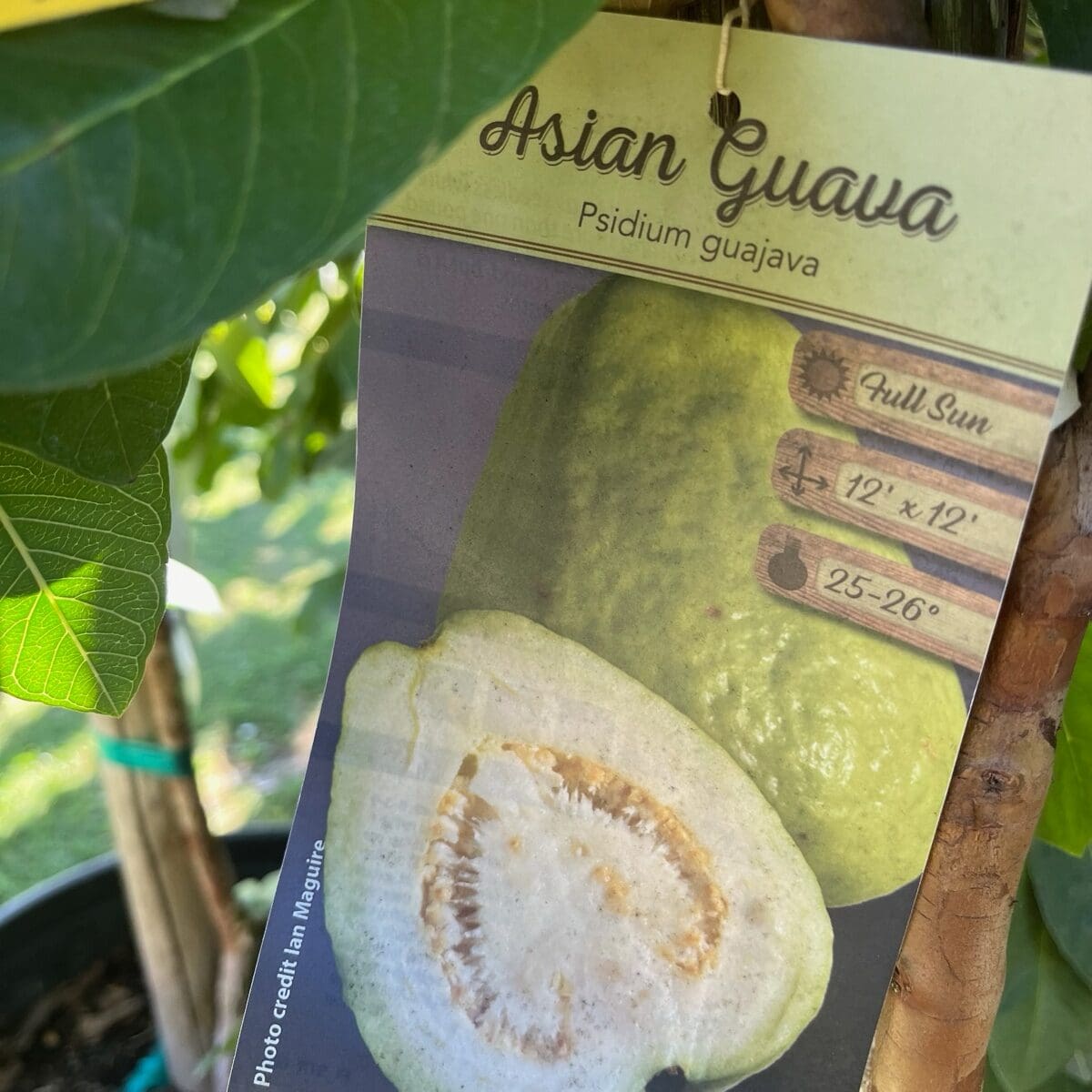 芭乐树-亚洲白番石榴