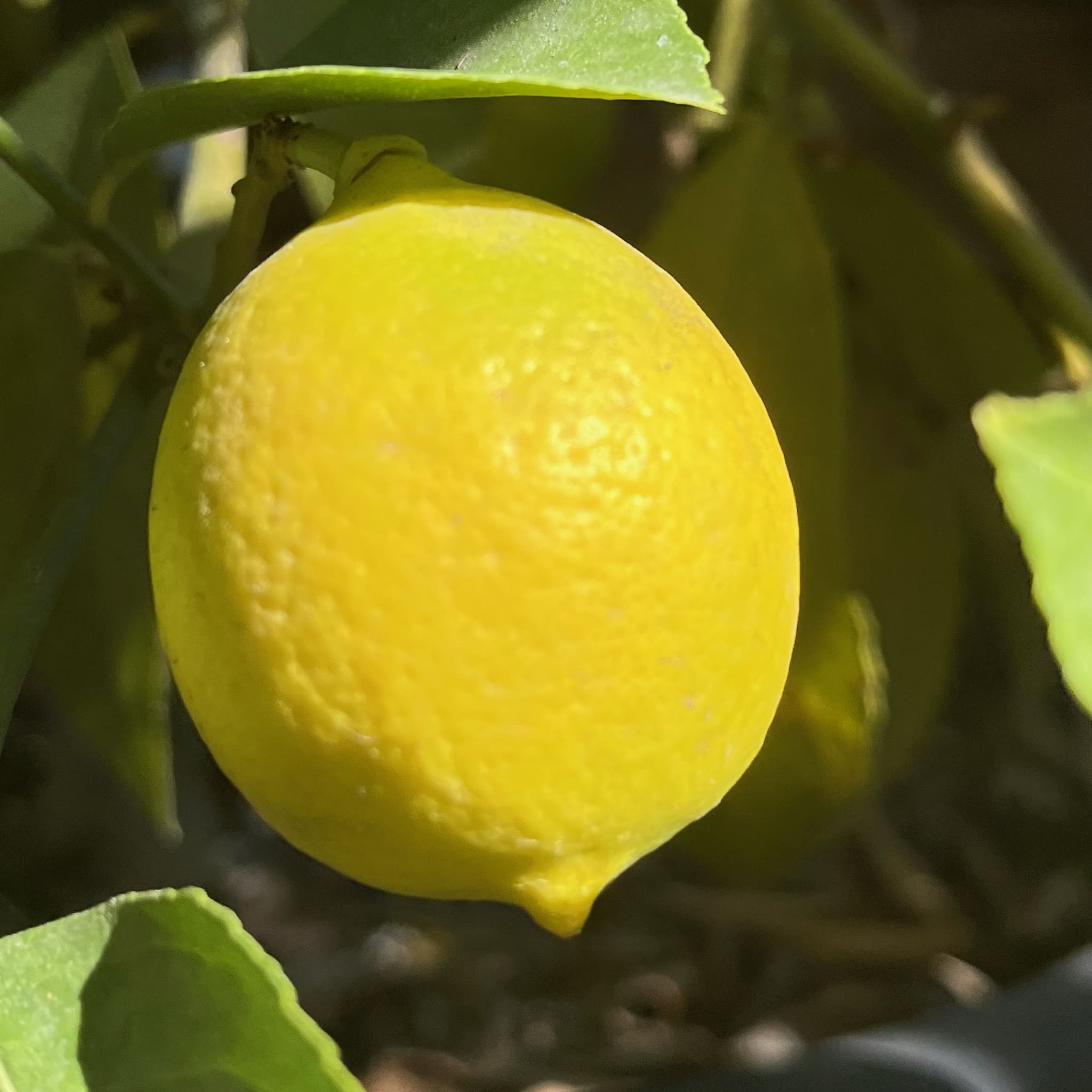 北京柠檬