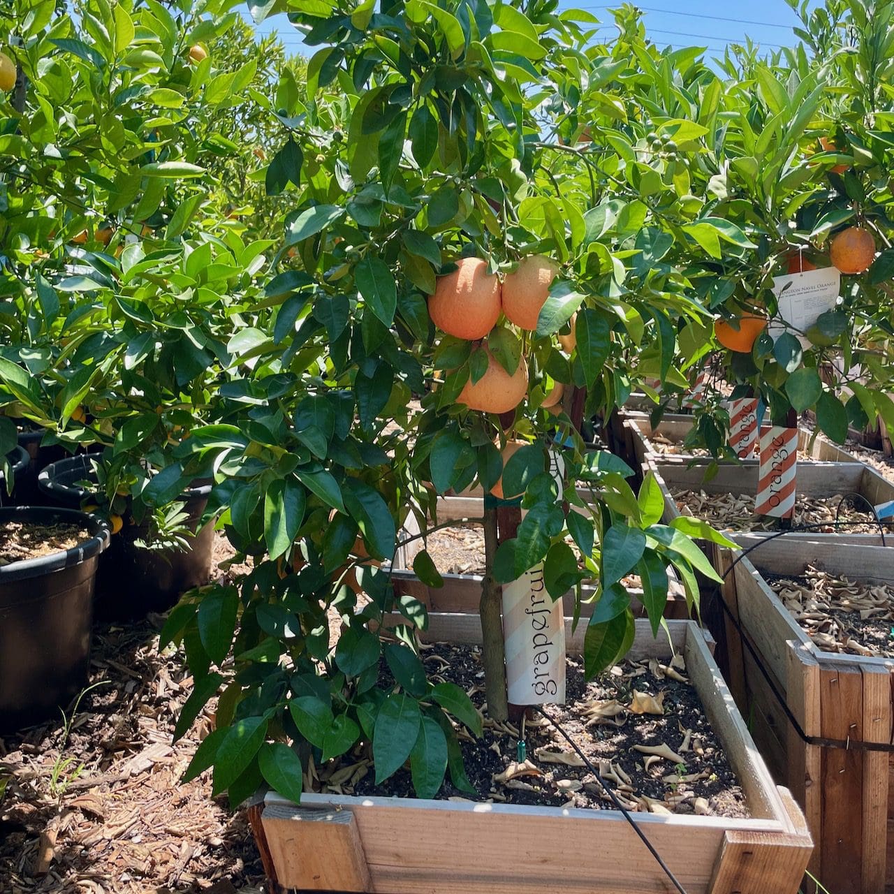 西柚树-里约红柚