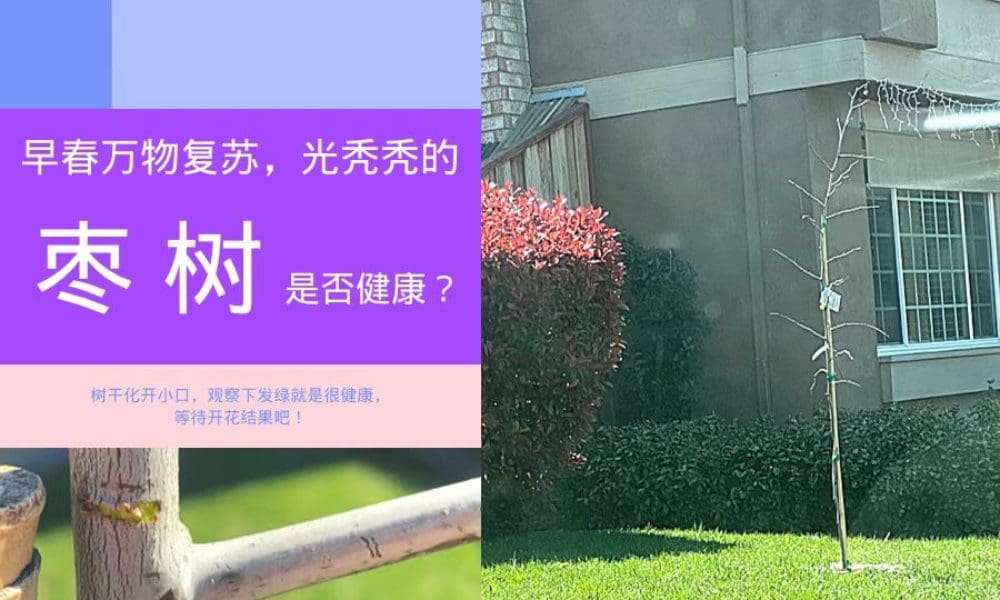 春天万物复苏，我的枣树确没有变化？该如何做？