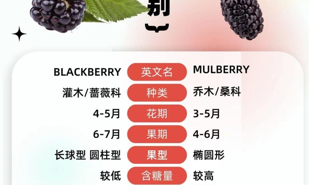深度分析黑莓和桑葚的区别