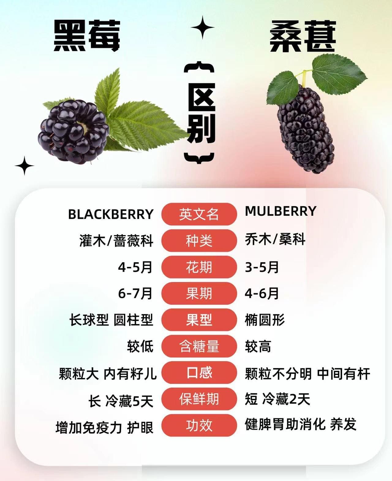 深度分析黑莓和桑葚的区别