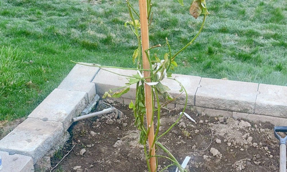 我收到的果树植物叶子枯黄/不长叶怎么办？