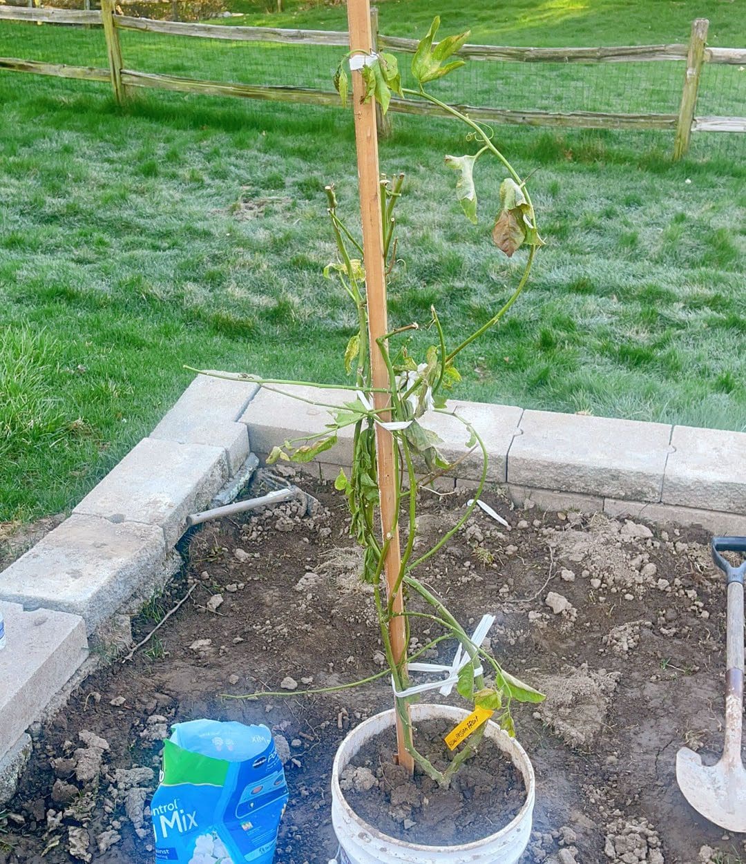 我收到的果树植物叶子枯黄/不长叶怎么办？