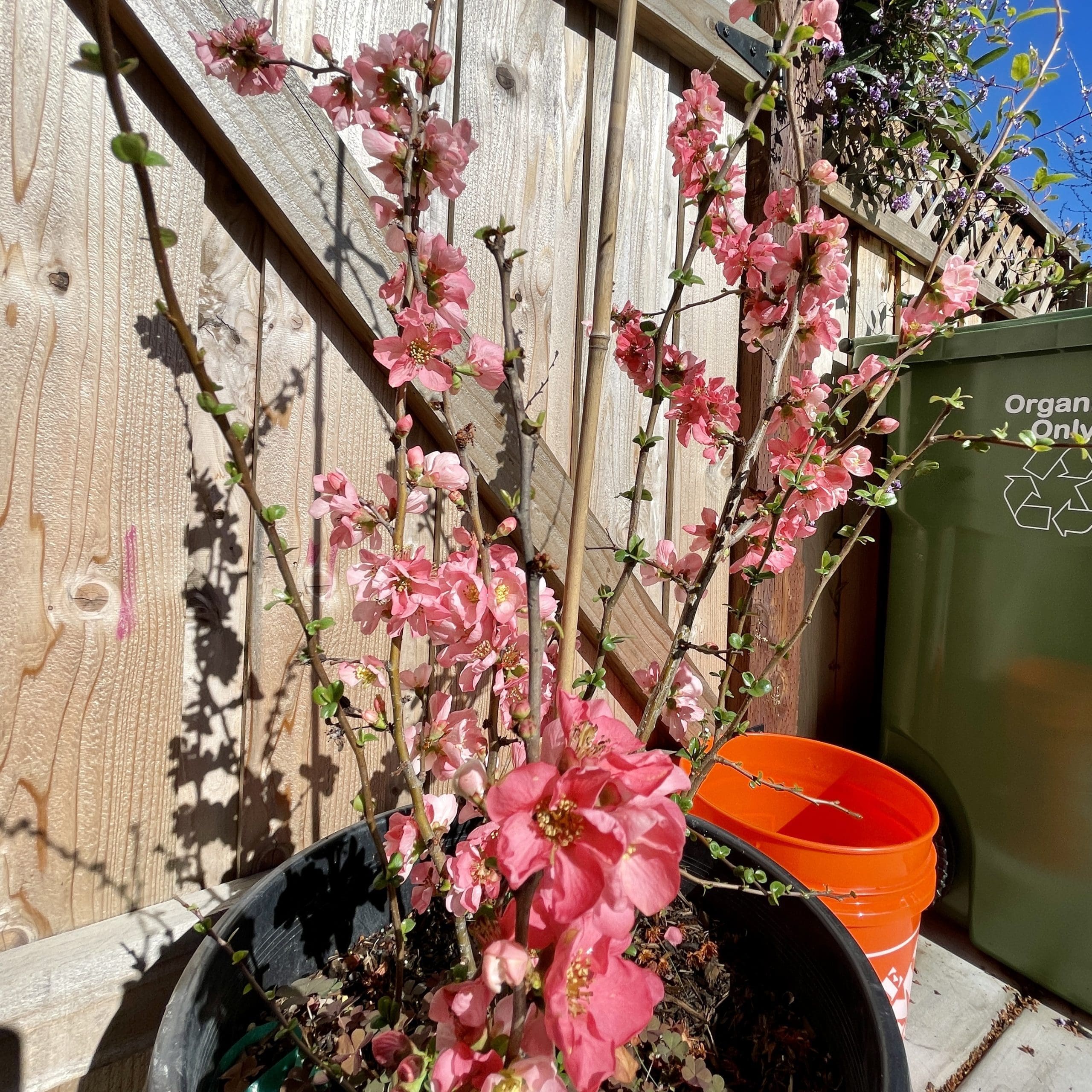 海棠花树-粉红佳人