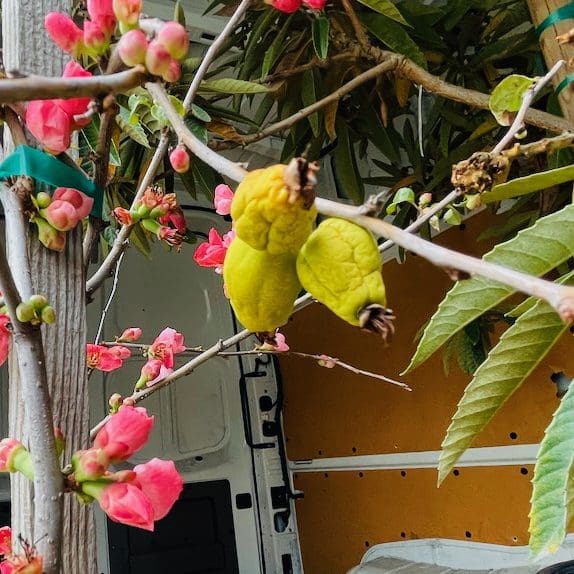 海棠花树-粉红佳人