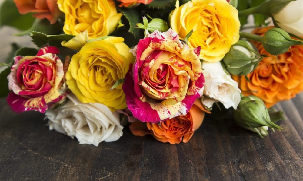 美国月季·蔷薇·玫瑰品种目录
