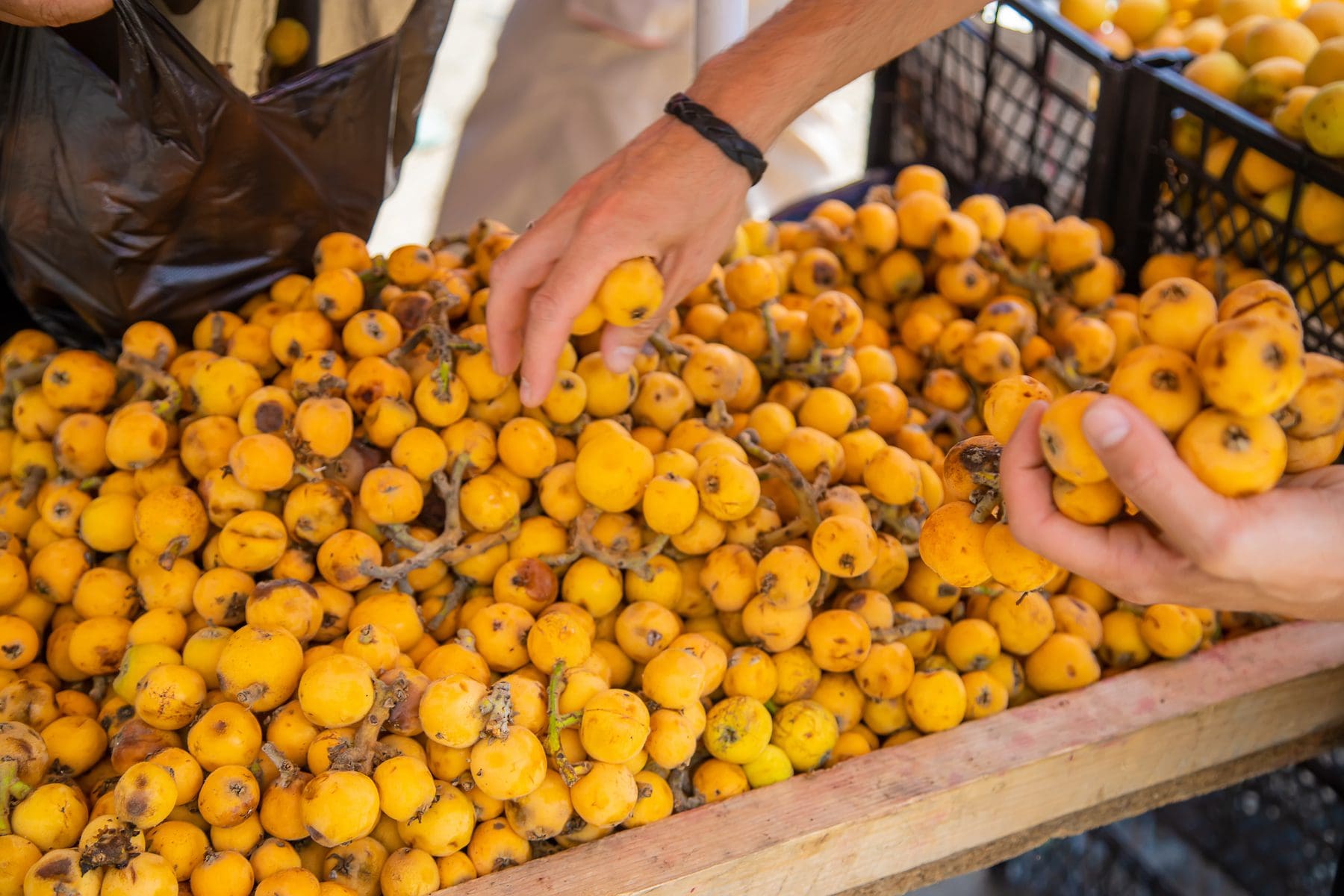 枇杷树品种目录