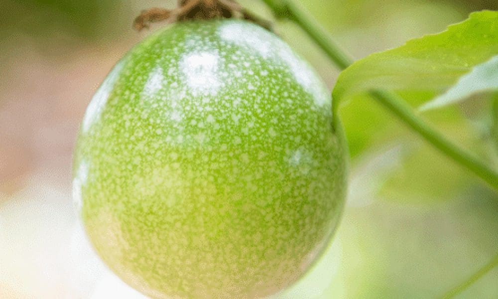 百香果-黄金百香果