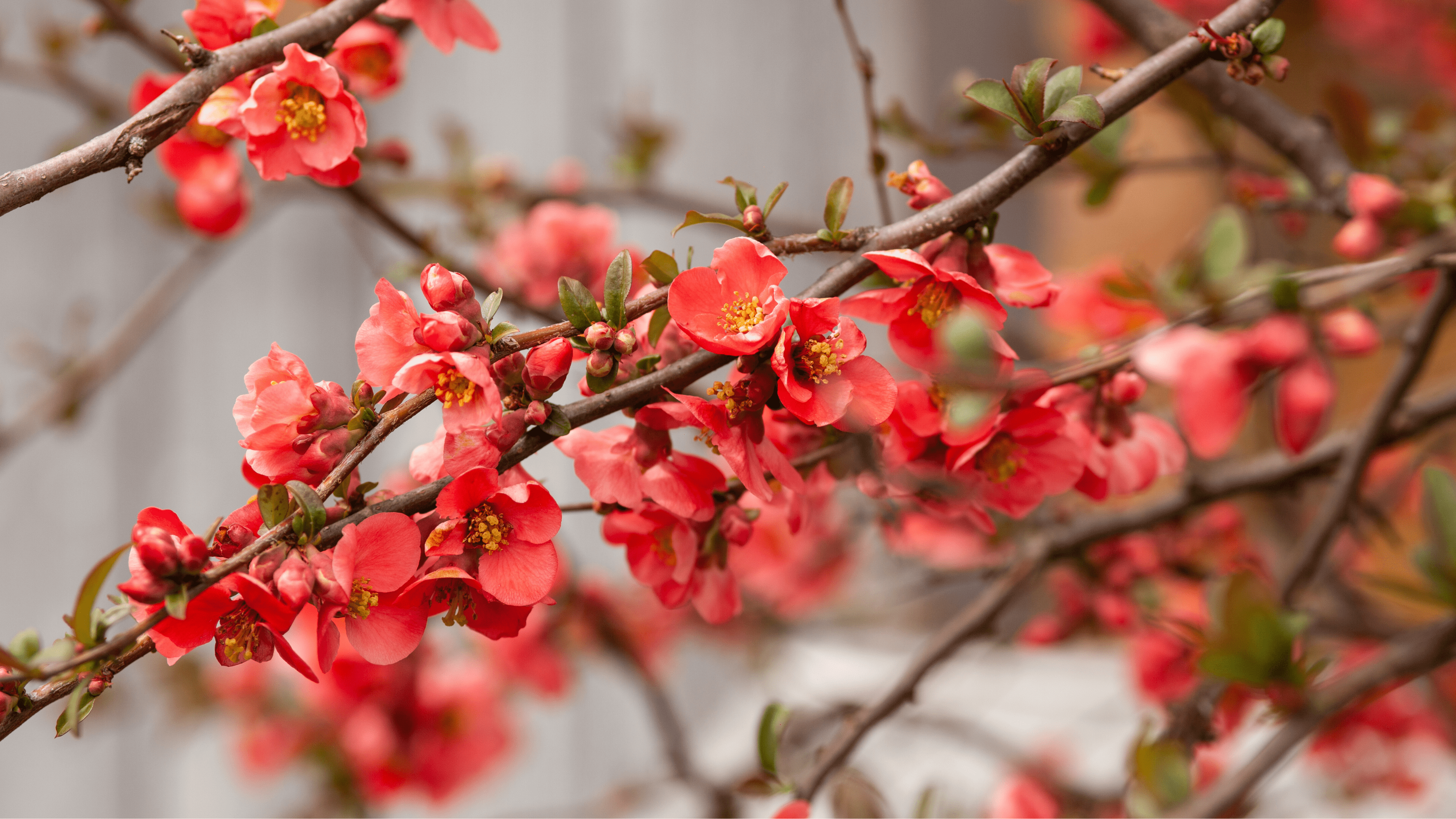 海棠花(木瓜/硬贴/Quince)