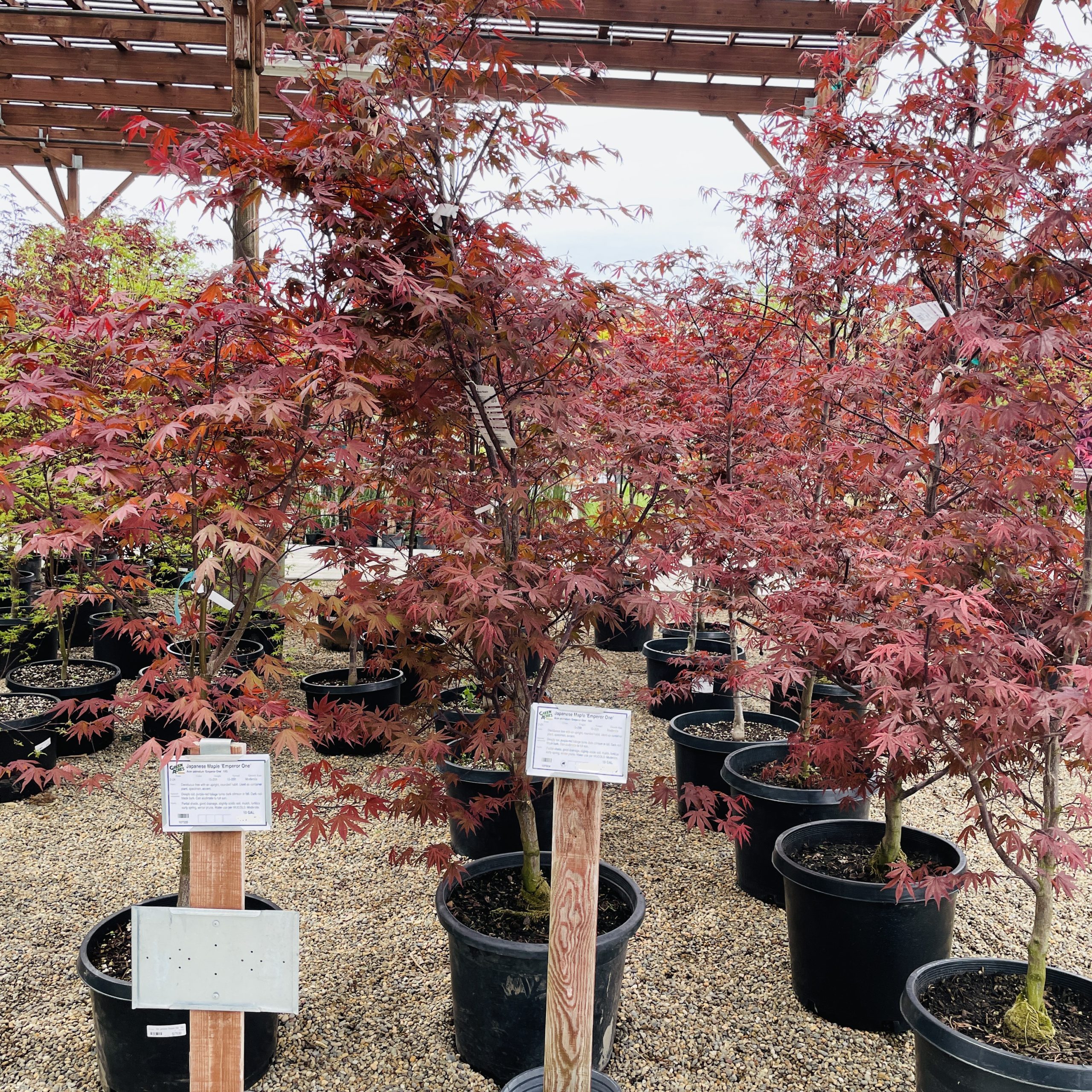 日本枫·帝王枫#10 vs #15 April 17, 2023@Elk Grove, CA