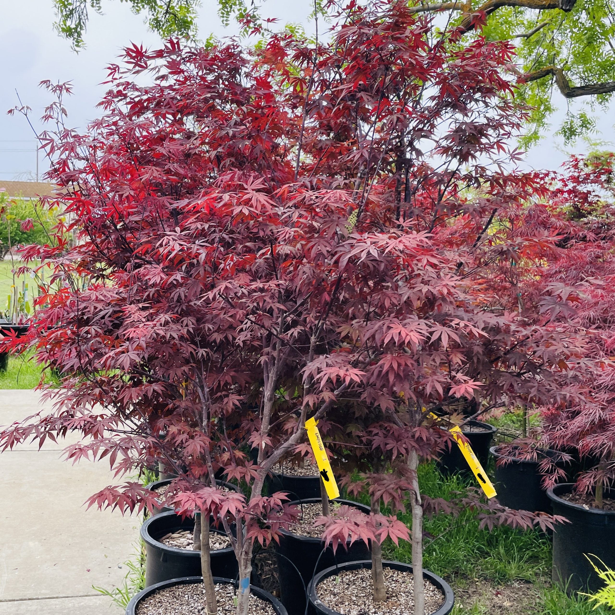 日本枫·帝王#15 April 17 2023 @ Sac, CA