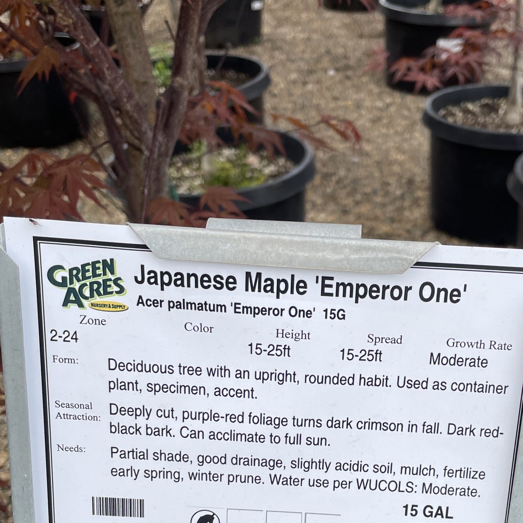 日本枫·帝王枫