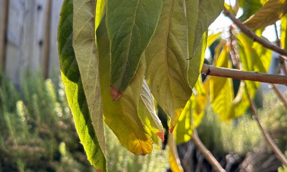 枇杷树叶子发黄落叶是什么原因