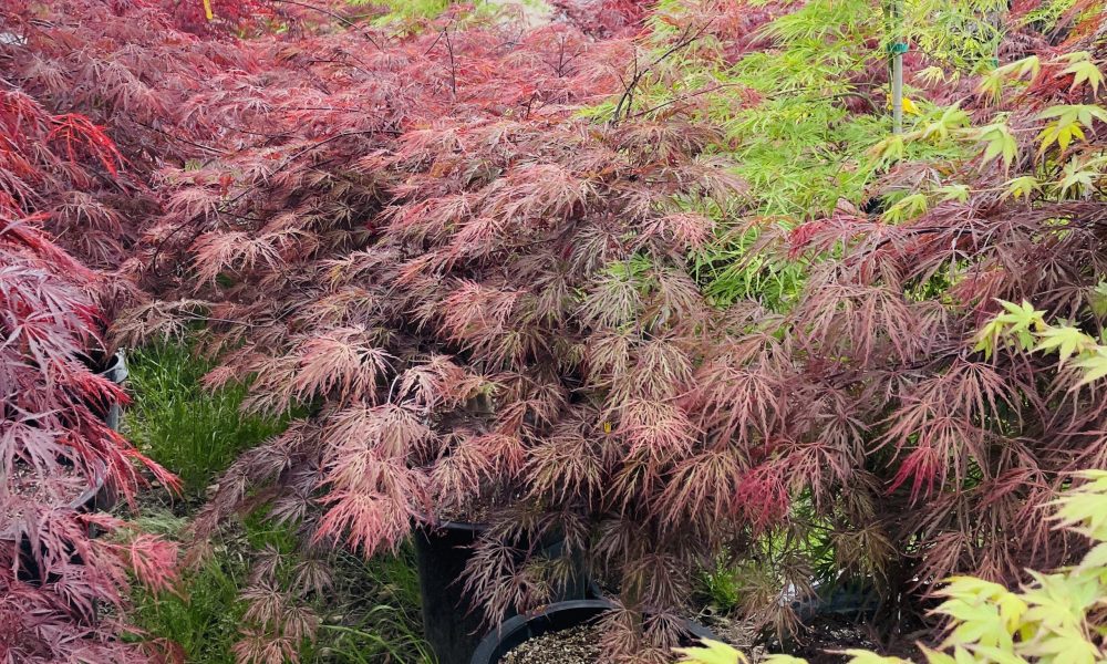 日本枫·绯红女王