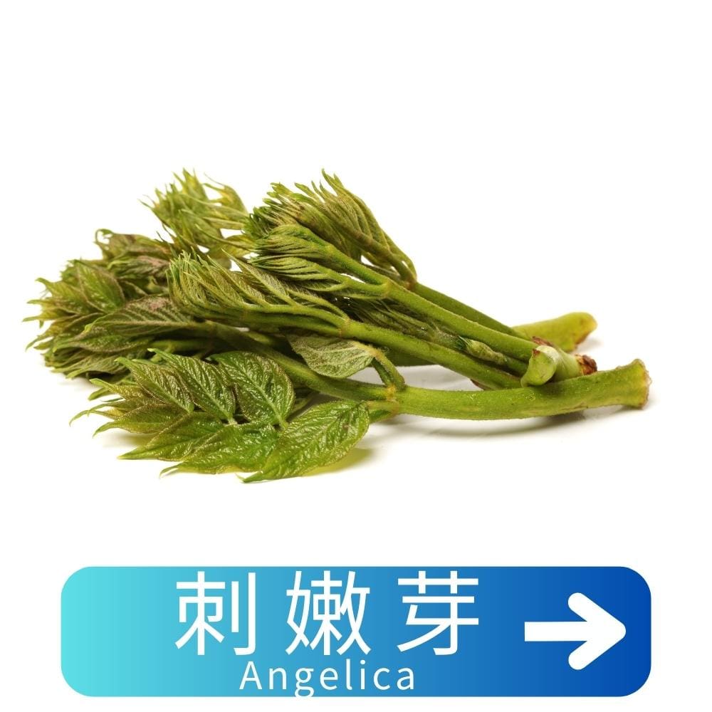 刺嫩芽Angelica