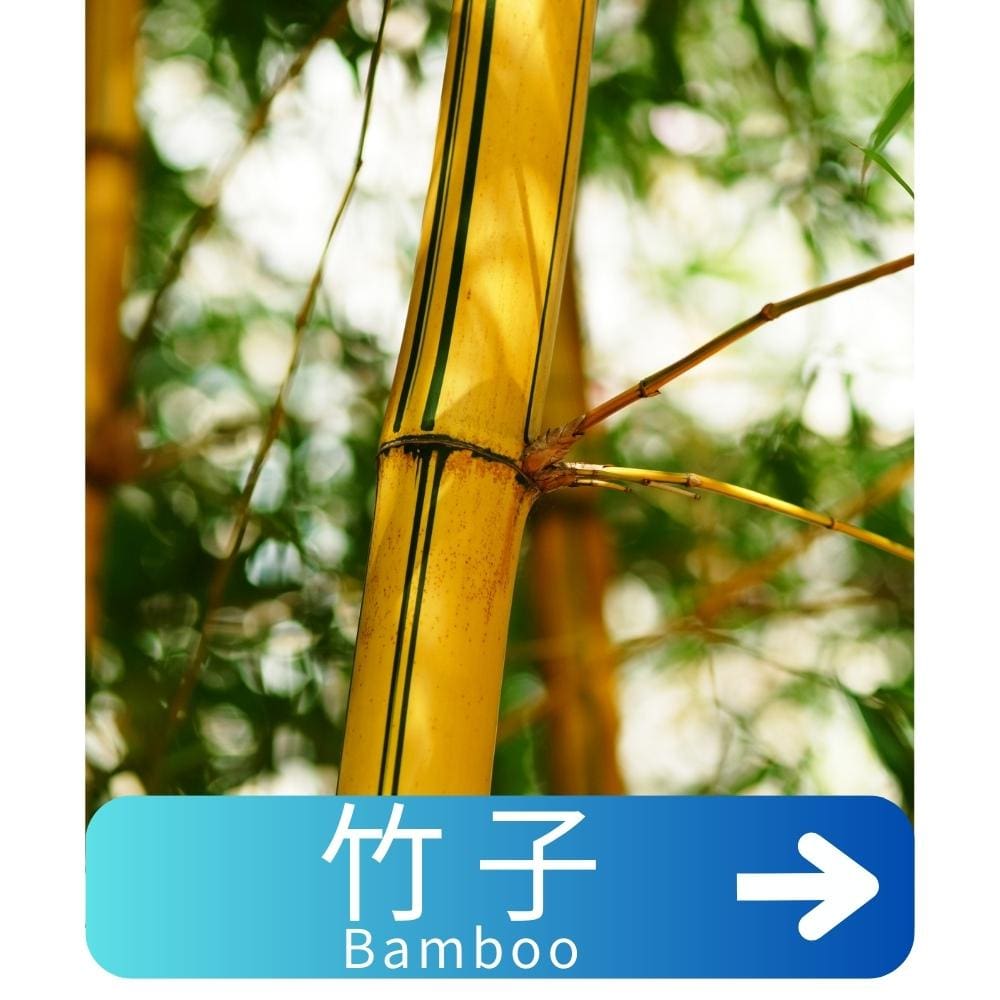 竹子 Bamboo