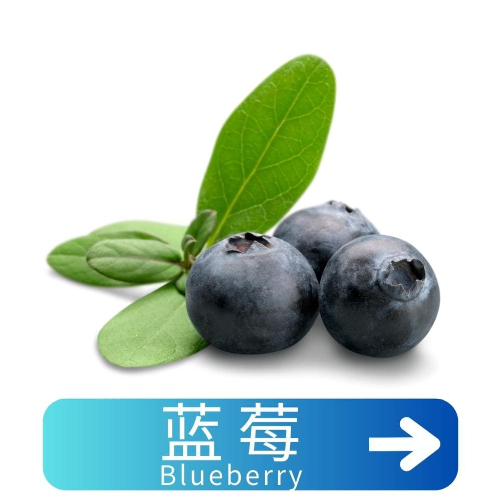 蓝莓Blueberry