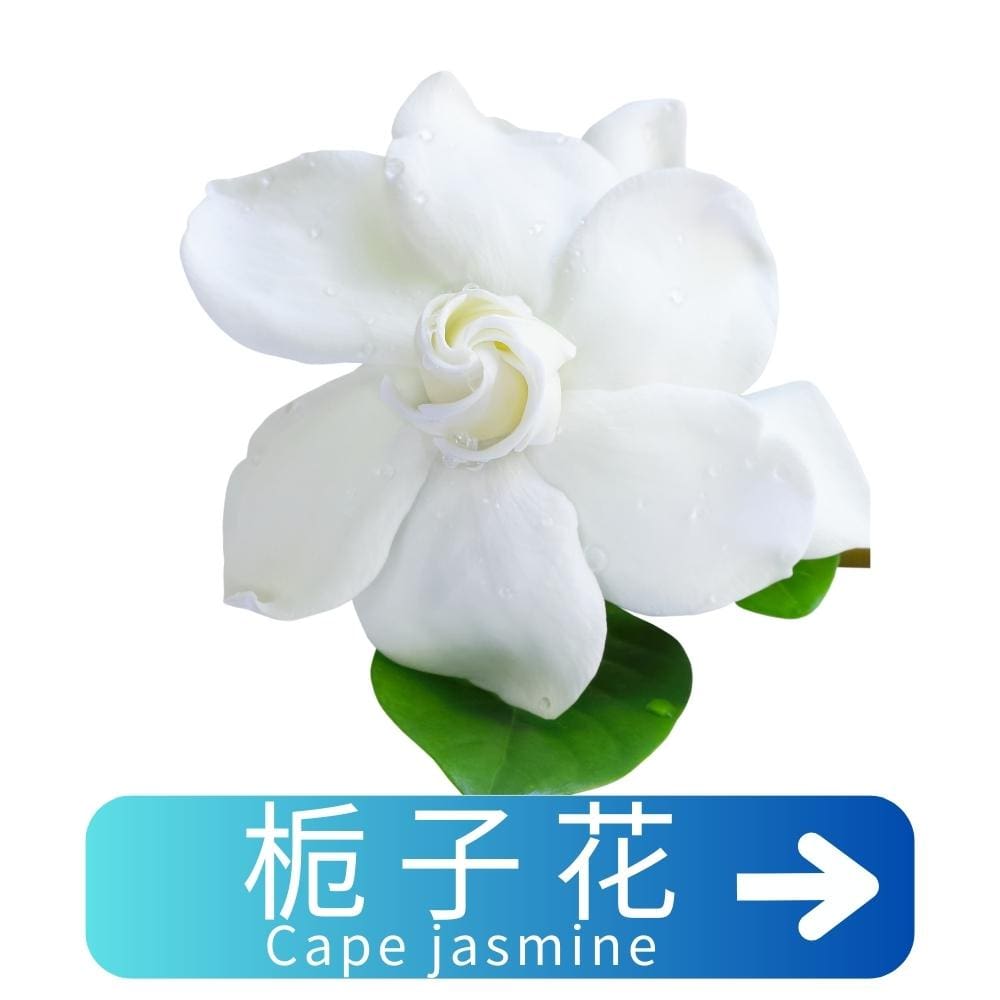 栀子花Cape-jasmine