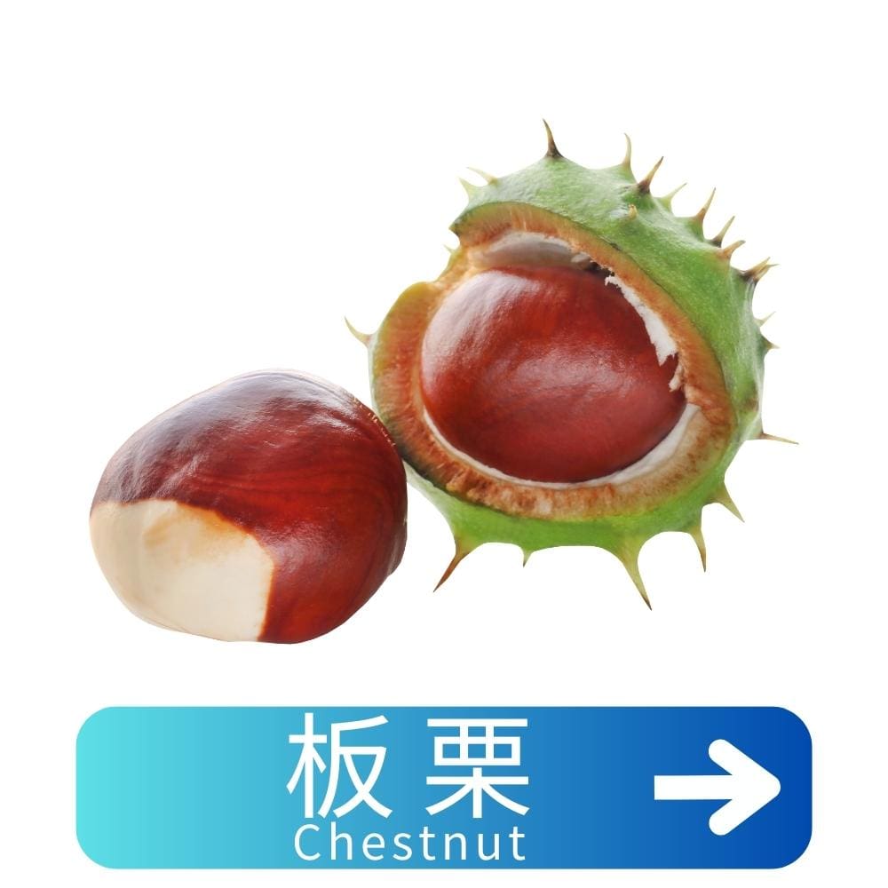 板栗Chestnut
