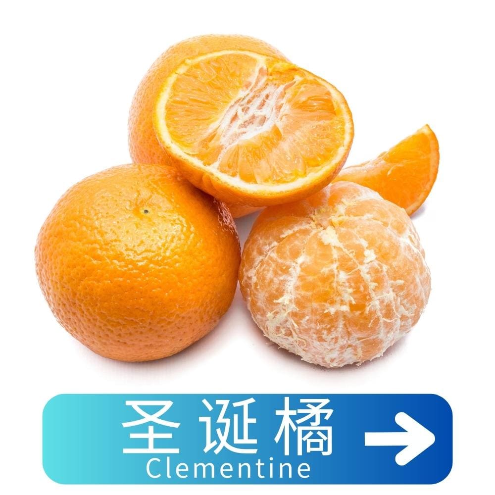 圣诞橘Clementine