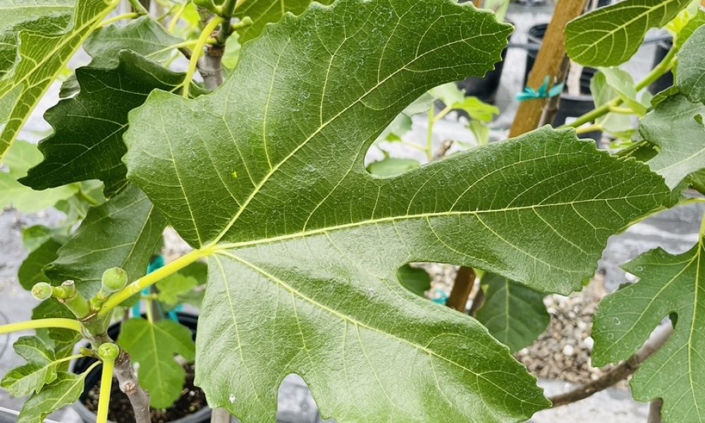 无花果-紫皮丰产