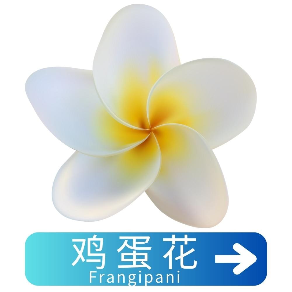 鸡蛋花Frangipani