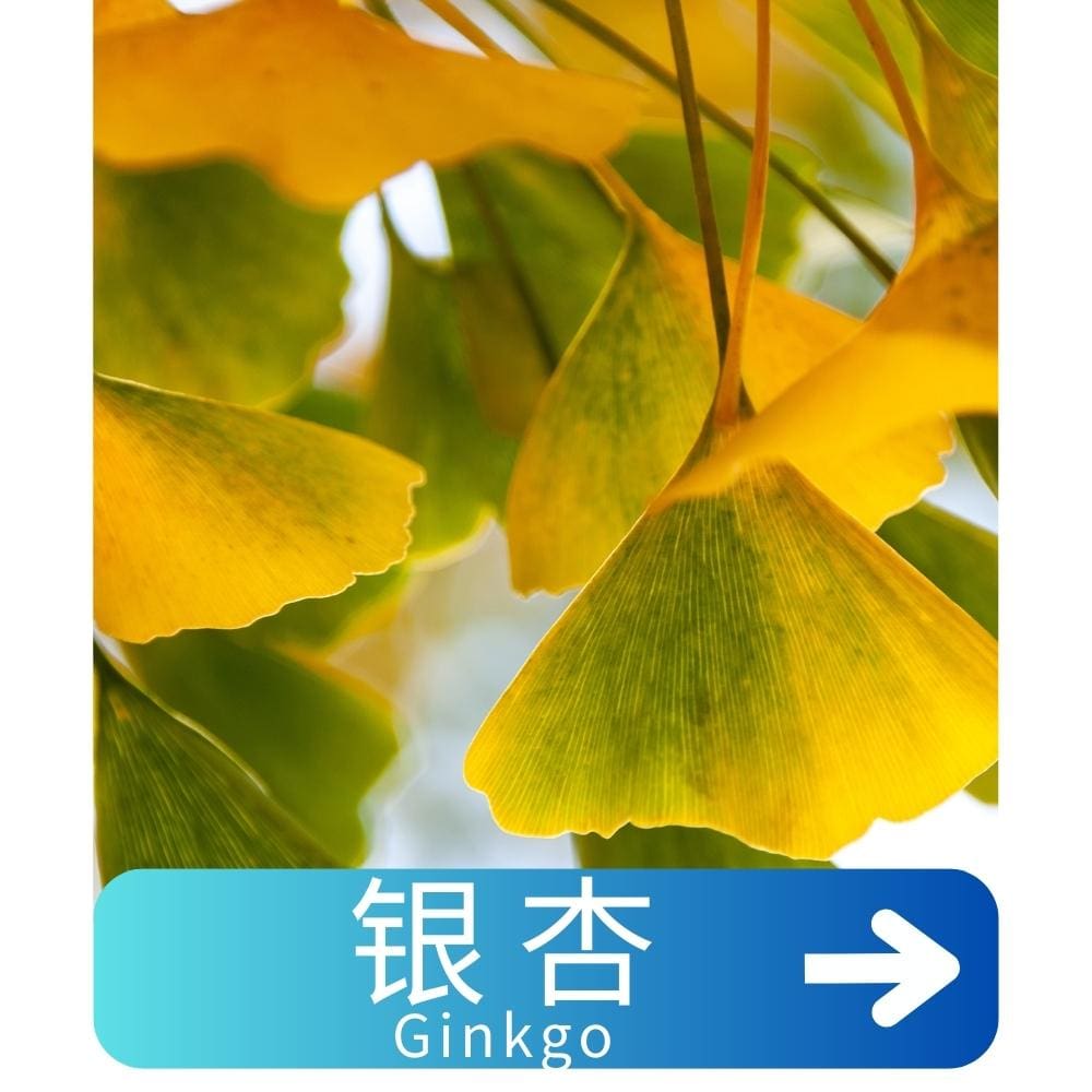 银杏Ginkgo