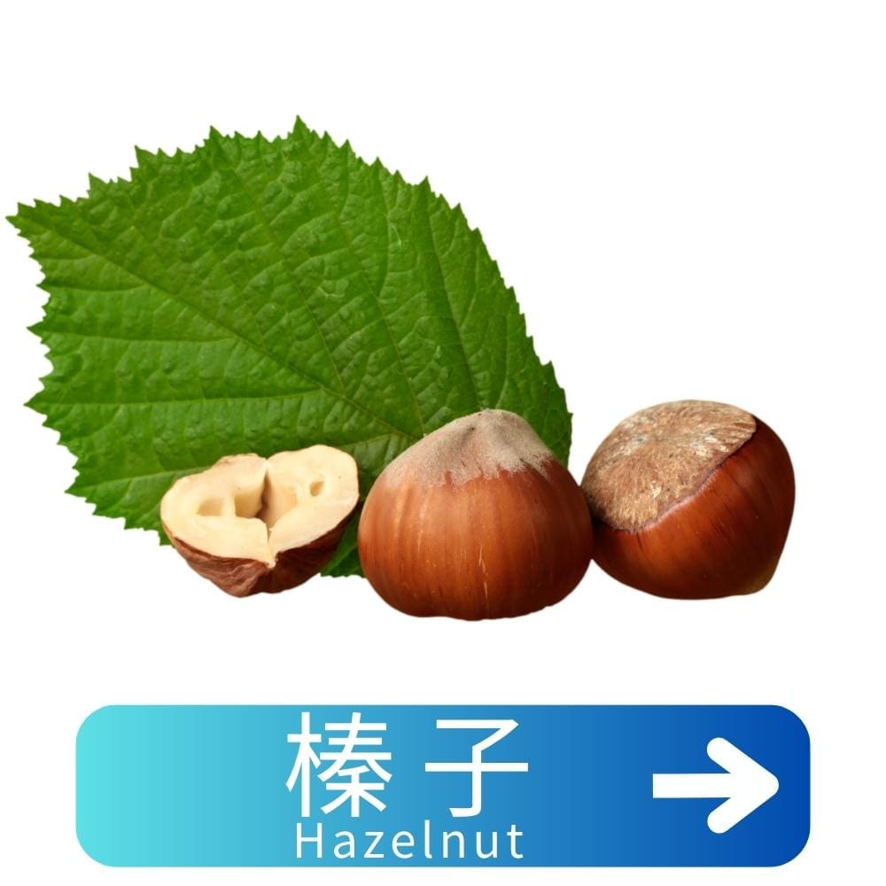 榛子Hazelnut