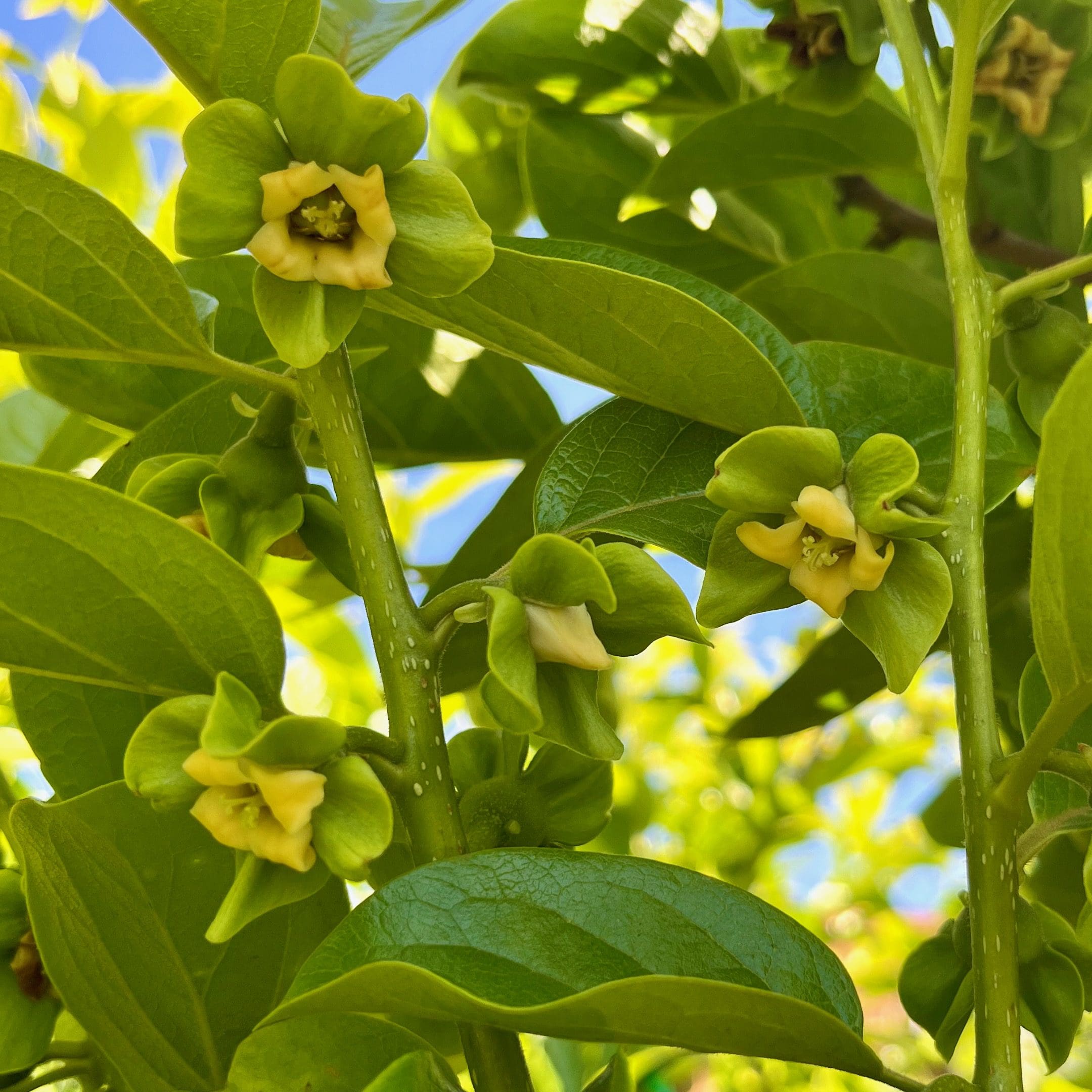 柿子树-富有脆柿