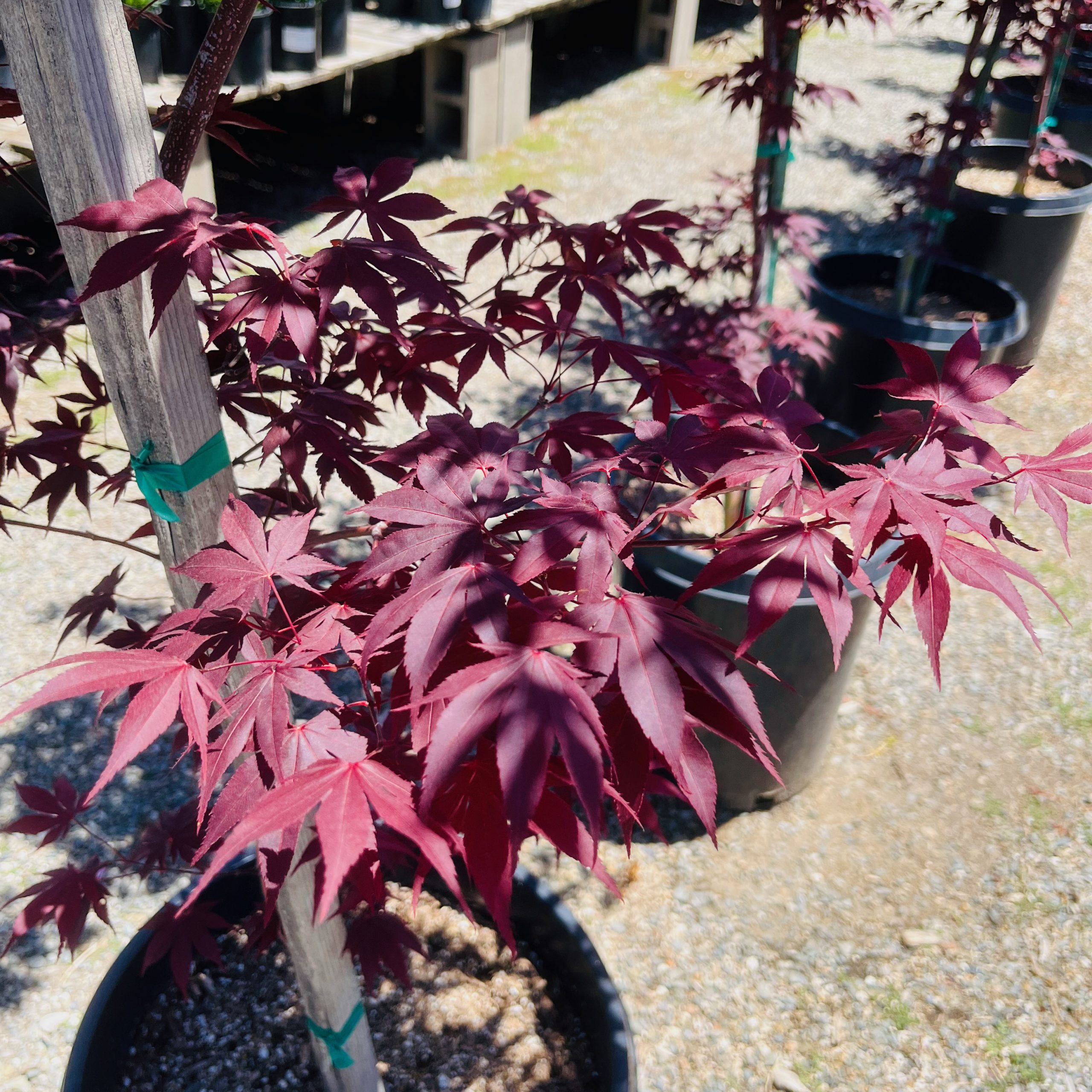 日本枫·火焰#15 May 18, 2023 @ Sunol , CA