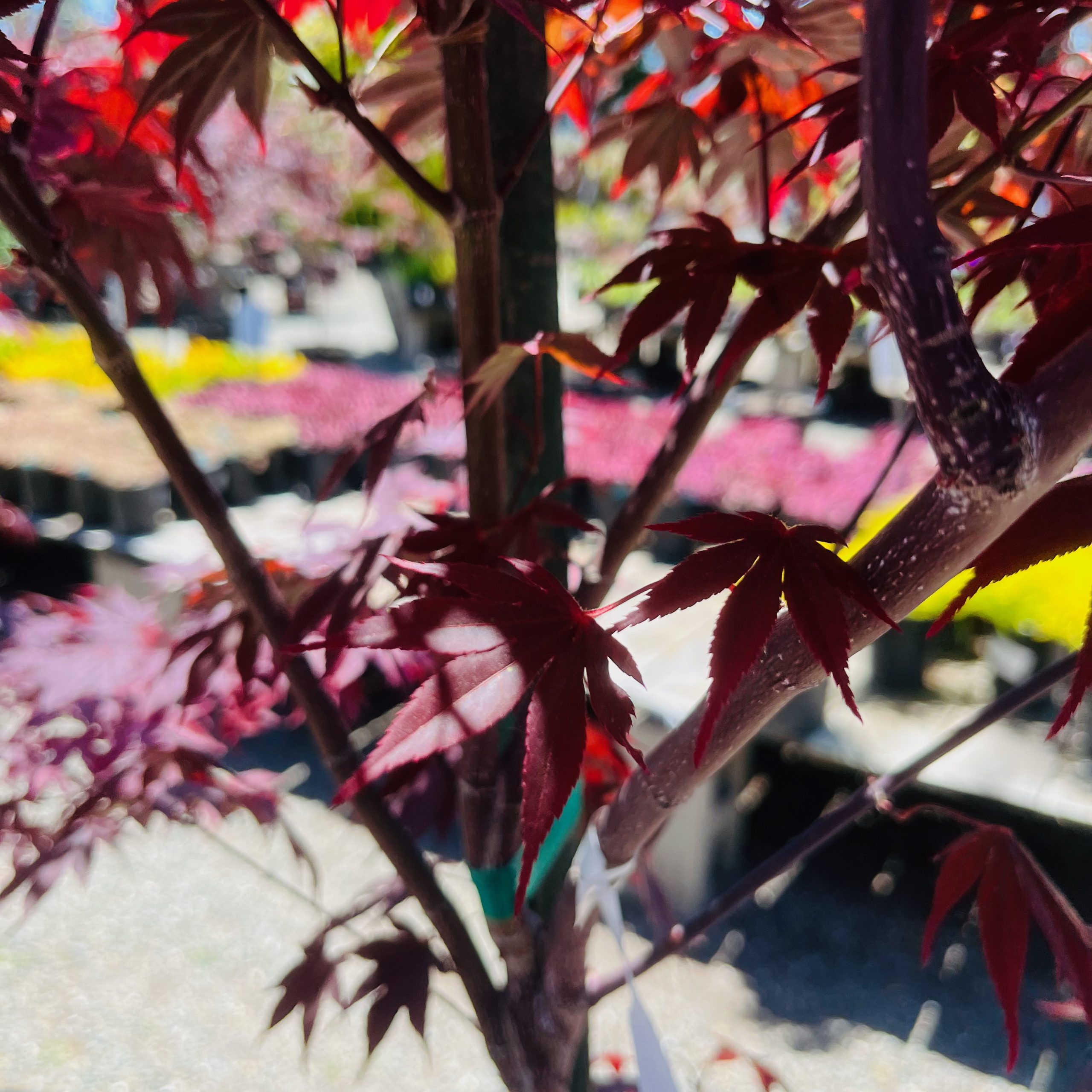 日本枫·火焰 May 18, 2023 @ Sunol , CA